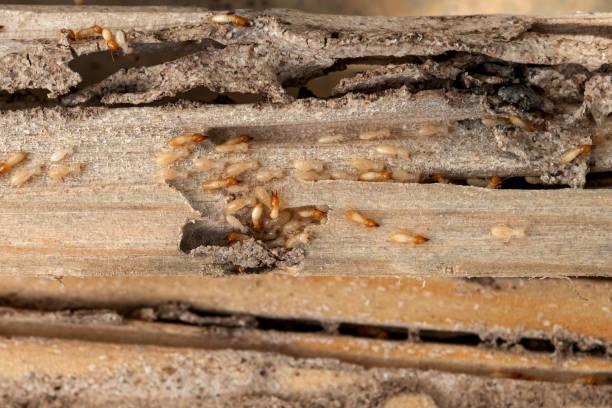  Wallingford Center, CT Pest Control Pros