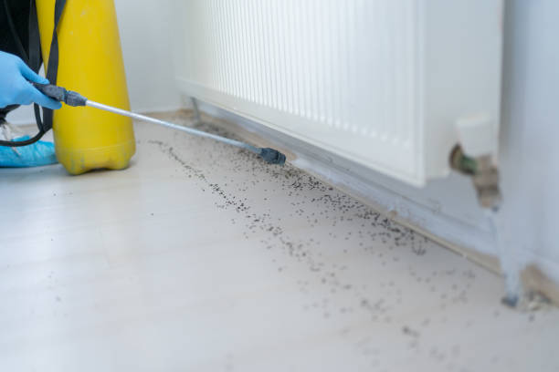 Best Affordable Pest Control Services  in Wallingford Center, CT